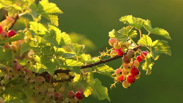 Young Redcurrant Or Red Currant Ribes Rubrum Branch At Sunset Sunlight. Growing Organic Berries In Garden During Early Summer. Currant Berries In Fruit Garden 4K.