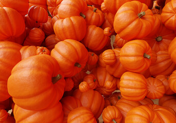 Pumpkins background. Lots of pumpkins in zero gravity. Gourds symbolize holiday of Halloween. Pumpkins prepared for the Jack O'Lantern lantern. Background on the theme of Halloween.