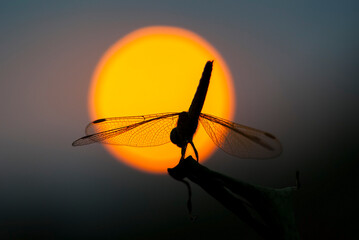 dragonfly with sunset background