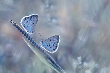 two butterflies on a grass