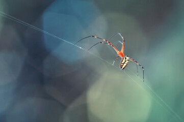 spider on the web with bokeh background