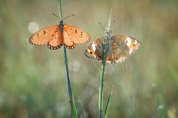 two butterflies sunbathing
