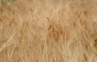 Ripe dry ears of wheat	