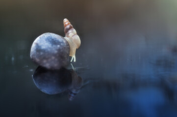 the snail is reflecting on the water