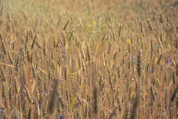 Ripe dry ears of wheat	