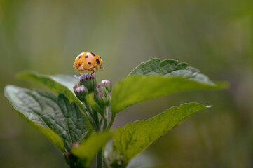 ladybug ready to fly
