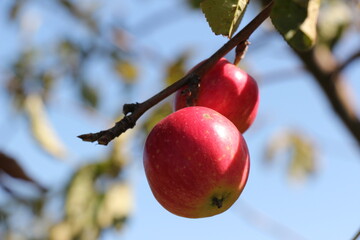 apples on a tree