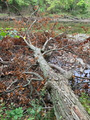 Fallen Maple Tree with brown leaves surrounded by other green foilage and water.