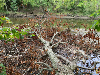 Fallen Maple Tree with brown leaves surrounded by other green foilage and water.