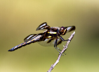 close up of a dragonfly