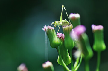 grasshopper on a flower