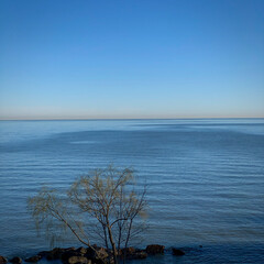 Beautiful morning view of Lake Erie with tree in foreground. - obrazy, fototapety, plakaty