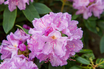 Rhododendron shrub blooming with purple flowers in a garden