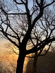 Fototapeta na wymiar Oak tree silhouetted against warm glow of sunrise.
