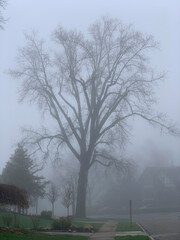 Large oak tree on suburban neighborhood on foggy morning.