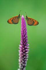 two butterflies perched on a flower