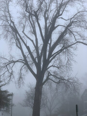 Large oak tree on foggy morning.