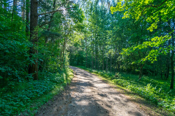Fototapeta na wymiar Dirt Road through a Forest in Latvia