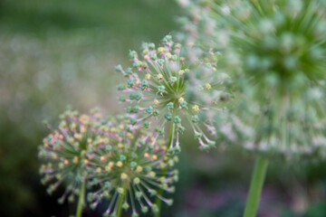 Giant Onion (Allium Giganteum) after blooming in a garden