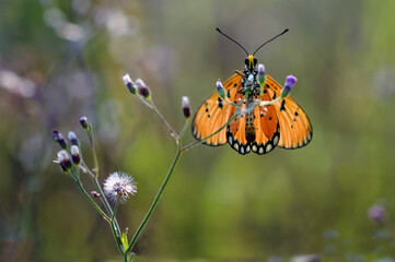 butterfly basking on a stem