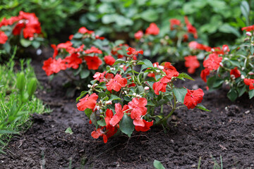 Beautiful small red flowers blooming on a garden.
