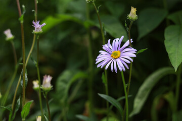 Small beautiful blue flower blooming on a green garden backgorund.