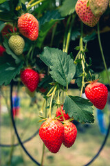 New harvest of sweet fresh outdoor red strawberry, growing outside in rows.