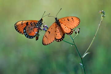 two butterflies basking on a stem - Powered by Adobe