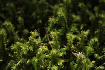 Fototapeta premium Hylocomiadelphus triquetrus, big shaggy-moss, electrified cat's tail moss, rough goose neck moss. Green transparent moss sparkles in the sunlight. Green moss background.