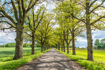 Fototapeta na wymiar Tree Lined Rural Road in Latvia in Springtime