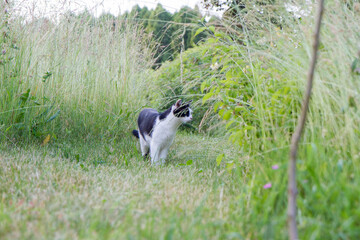 Naklejka na ściany i meble Black and white cat walking a path among grass in a garden 