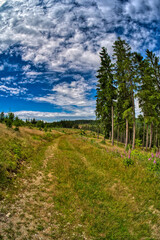 in the beautiful thuringian forest