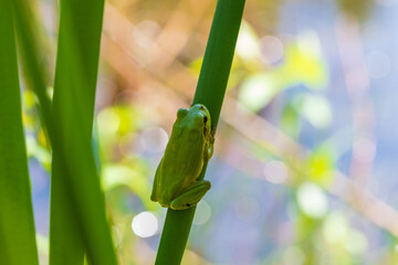 Hyla arborea - Green tree frog on a stalk. The background is green. The photo has a nice bokeh. Wild photo.