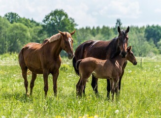 Loving Family of Horses in a Meadow on a Sunny Day