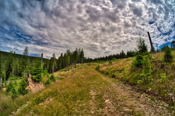 in the beautiful thuringian forest