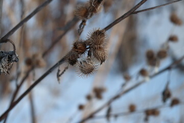 branches in the snow