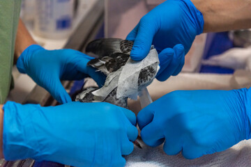 Bird Veterinarian Clinic