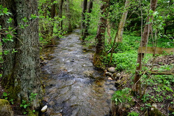 Fototapeta na wymiar A view of a small stream or river flowing through the woods with some rocky bottom visible and the banks of the reservoir being covered with shrubs, leaves, herbs, and other flora seen in summer