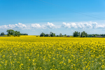 Fototapeta na wymiar Vast Field of Yellow Rapseed Flowers in Rural Latvia