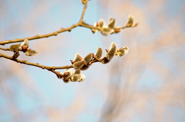 spring flowering trees on a blue background