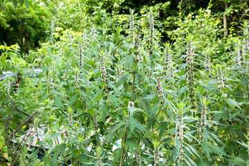 The wild medicinal herb motherwort Ukraine is in bloom in the yard