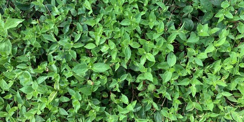 Jasmine background with green leaves. A hedge of bushes on a green background.