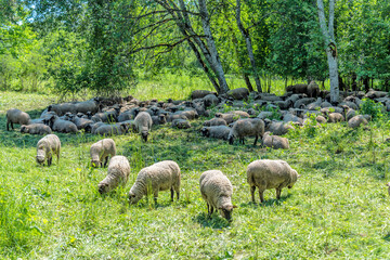 Obraz na płótnie Canvas Flock of Sheep in a Small Meadow in Rural Latvia