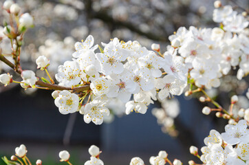 cherry blossom with white flowers