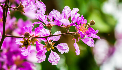 Close up Violet Lagerstroemia floribunda flower in home garden on summer.