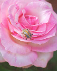 Aspidimorpha miliaris spotted tortoise beetle on the pink rose flower