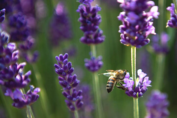 Selective focus Lavender flowers and bee, Blooming Violet fragrant lavender flower summer landscape. Growing Lavender, harvest, perfume ingredient, aromatherapy. Lavender field lit by sunlight