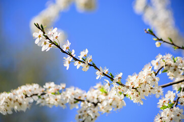 cherry blossom with white flowers