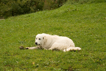 The Tatra Sheepdog lies on a green lawn and bites a stick