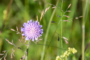 Lavender Wildflower Growing in a Forest in Latvia